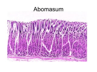 Abomasum