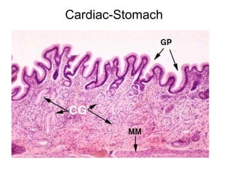 Cardiac-Stomach