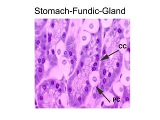 Stomach-Fundic-Gland