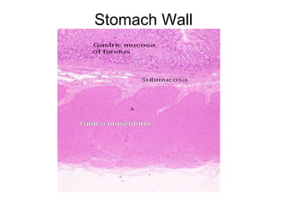 Stomach Wall
