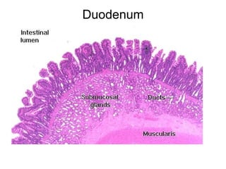 Duodenum