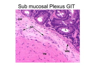 Sub mucosal Plexus GIT