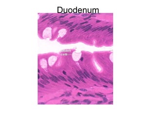 Duodenum