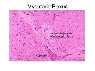 Myenteric Plexus