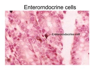 Enterorndocrine cells