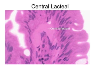 Central Lacteal