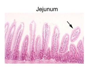 Jejunum