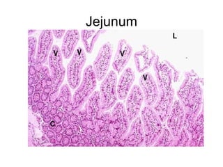 Jejunum