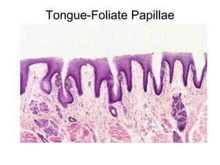 Tongue-Foliate Papillae
