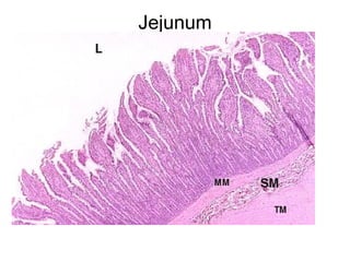 Jejunum