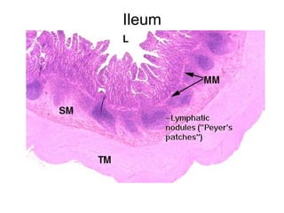 Ileum