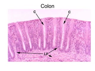 Colon