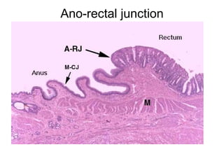 Ano-rectal junction