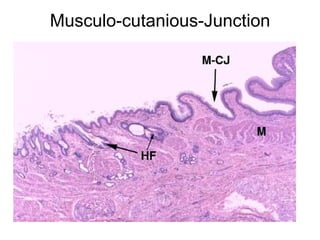 Musculo-cutanious-Junction