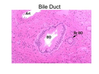 Bile Duct