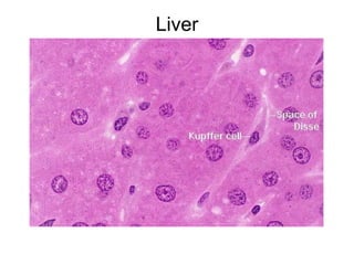 Liver