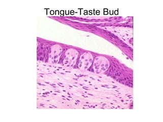 Tongue-Taste Bud