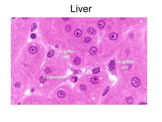 Liver