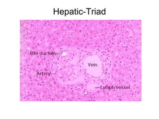 Hepatic-Triad
