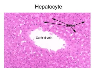 Hepatocyte