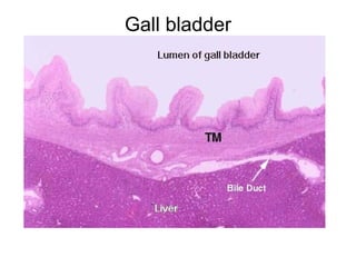 Gall bladder
