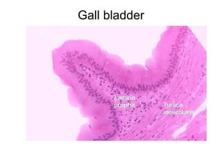 Gall bladder