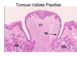 Tongue-Vallate Papillae
