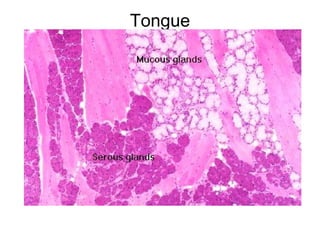 Tongue