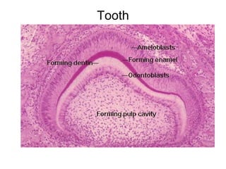 Tooth