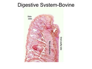 Digestive System-Bovine 