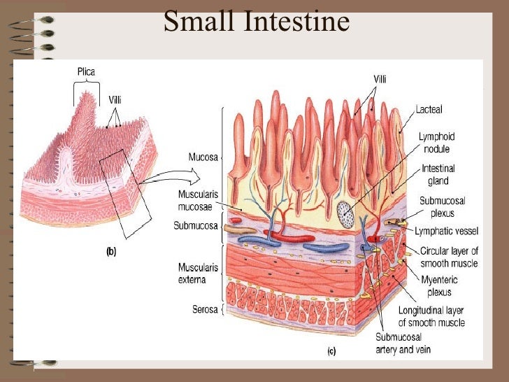 final digestion products Mechanical & chemical digestion 244,060 views small intestine final digestion of proteins and the products of fat digestion do not pass into the. final digestion products Mechanical & chemical digestion 244,060 views small intestine final digestion of proteins and the products of fat digestion do not pass into the.