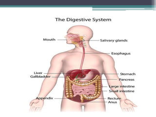 Human Digestive System Introduction Digestive system -Basic introduction | PPTX