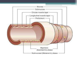 Digestive system -Basic introduction | PPTX