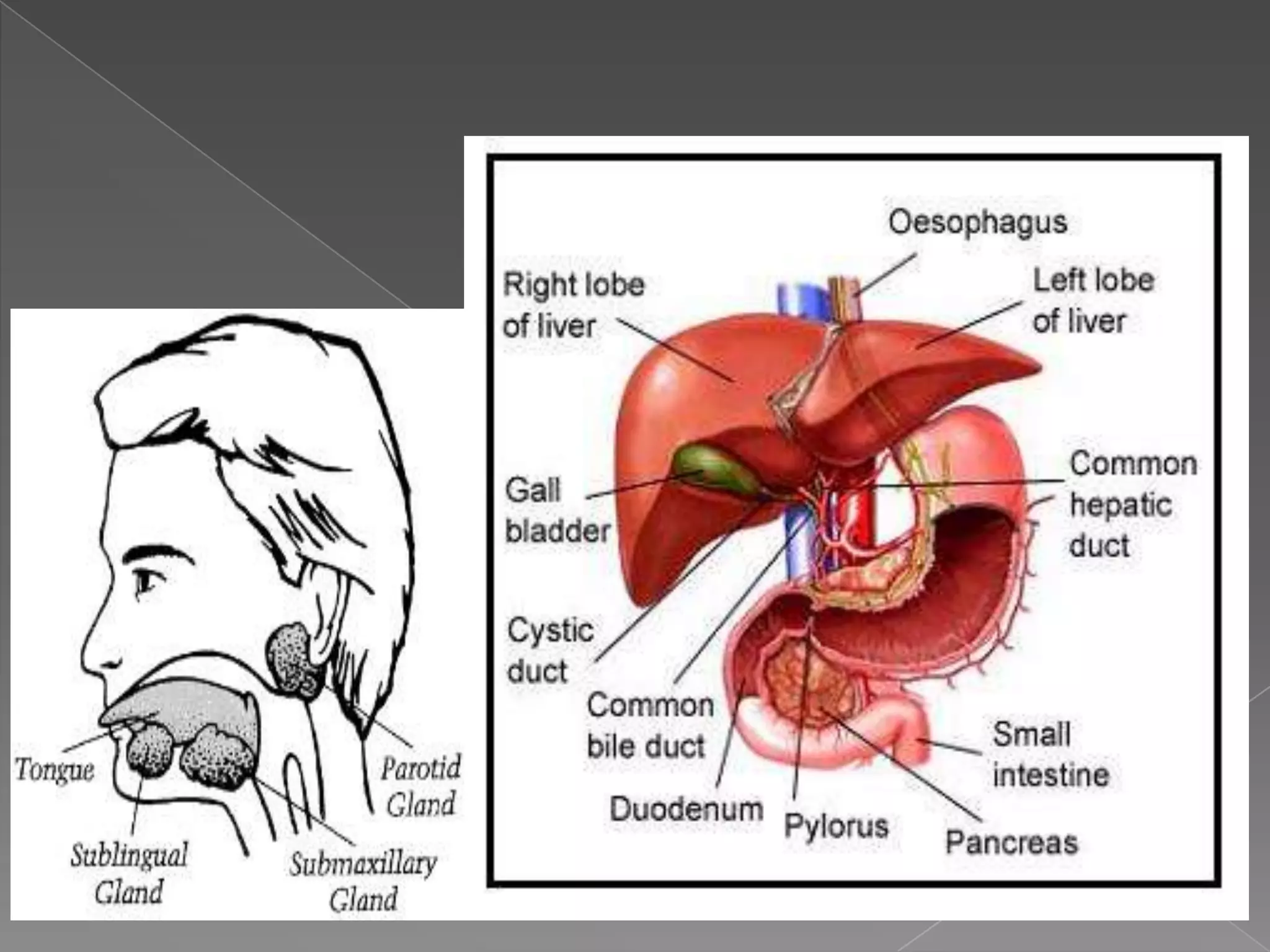 Digestive system presen.08