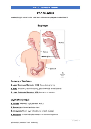 Ues Digestive System Structure Digestive System - Unit 3 of Anatomy & Physiology for Nursing Students ...