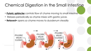 Digestive System - Updated.pptxxxxxxxxxxxxxxxxx | PPTX