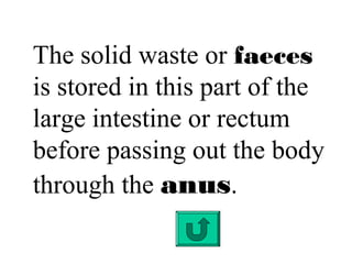 Digestive system[1] | PPT