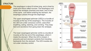 Ues Digestive System Structure Digestive system (1).pptx