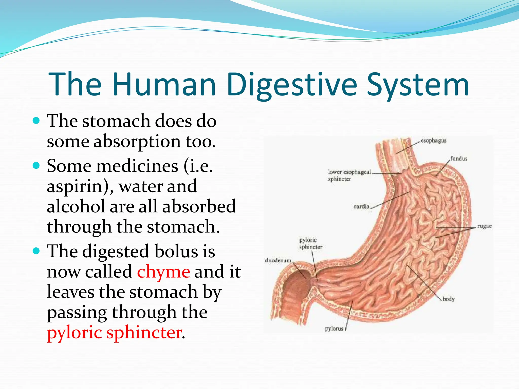 The Human Digestive System
 The stomach does do
some absorption too.
 Some medicines (i.e.
aspirin), water and
alcohol are all absorbed
through the stomach.
 The digested bolus is
now called chyme and it
leaves the stomach by
passing through the
pyloric sphincter.
 