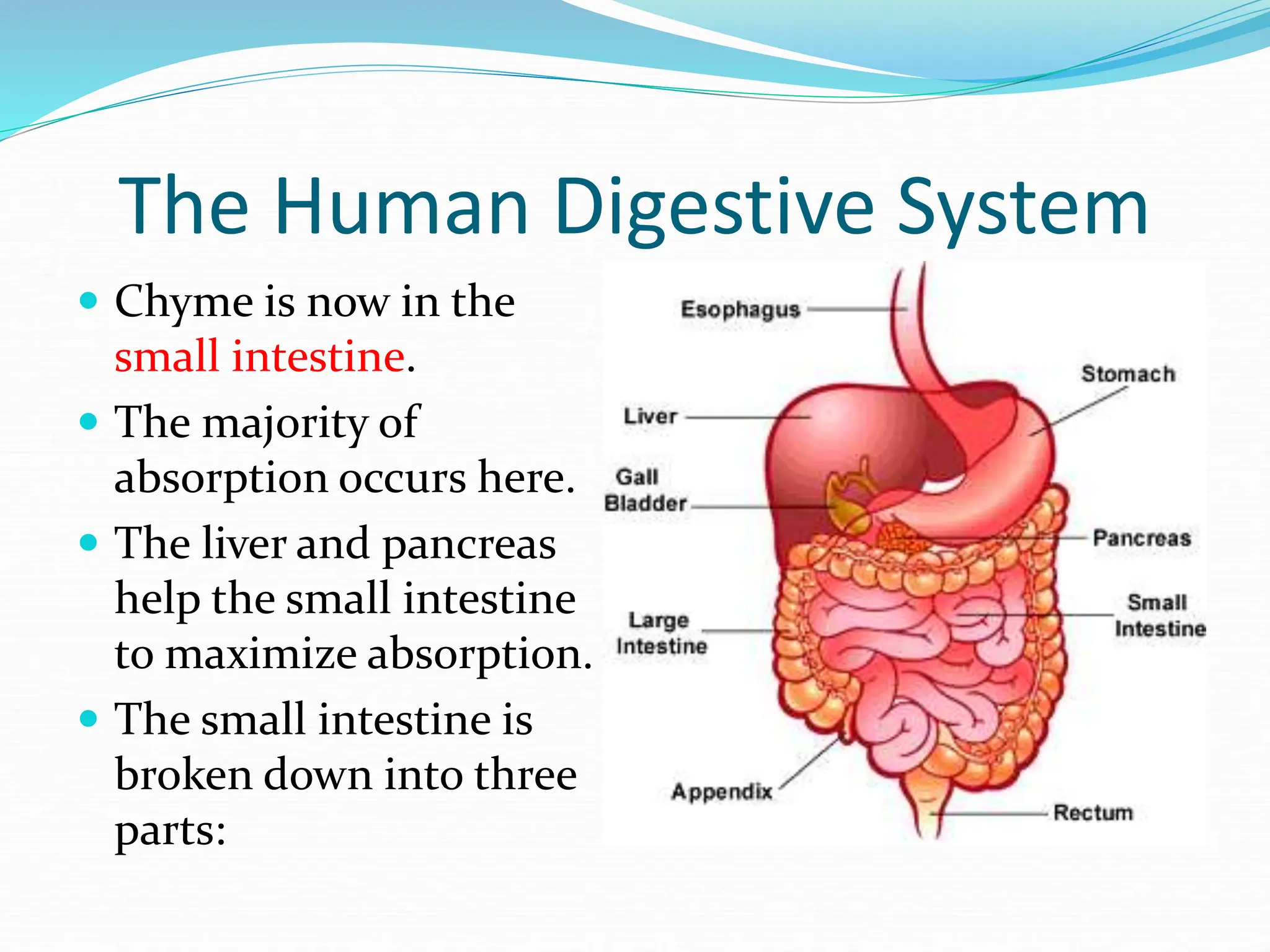 The Human Digestive System
 Chyme is now in the
small intestine.
 The majority of
absorption occurs here.
 The liver and pancreas
help the small intestine
to maximize absorption.
 The small intestine is
broken down into three
parts:
 