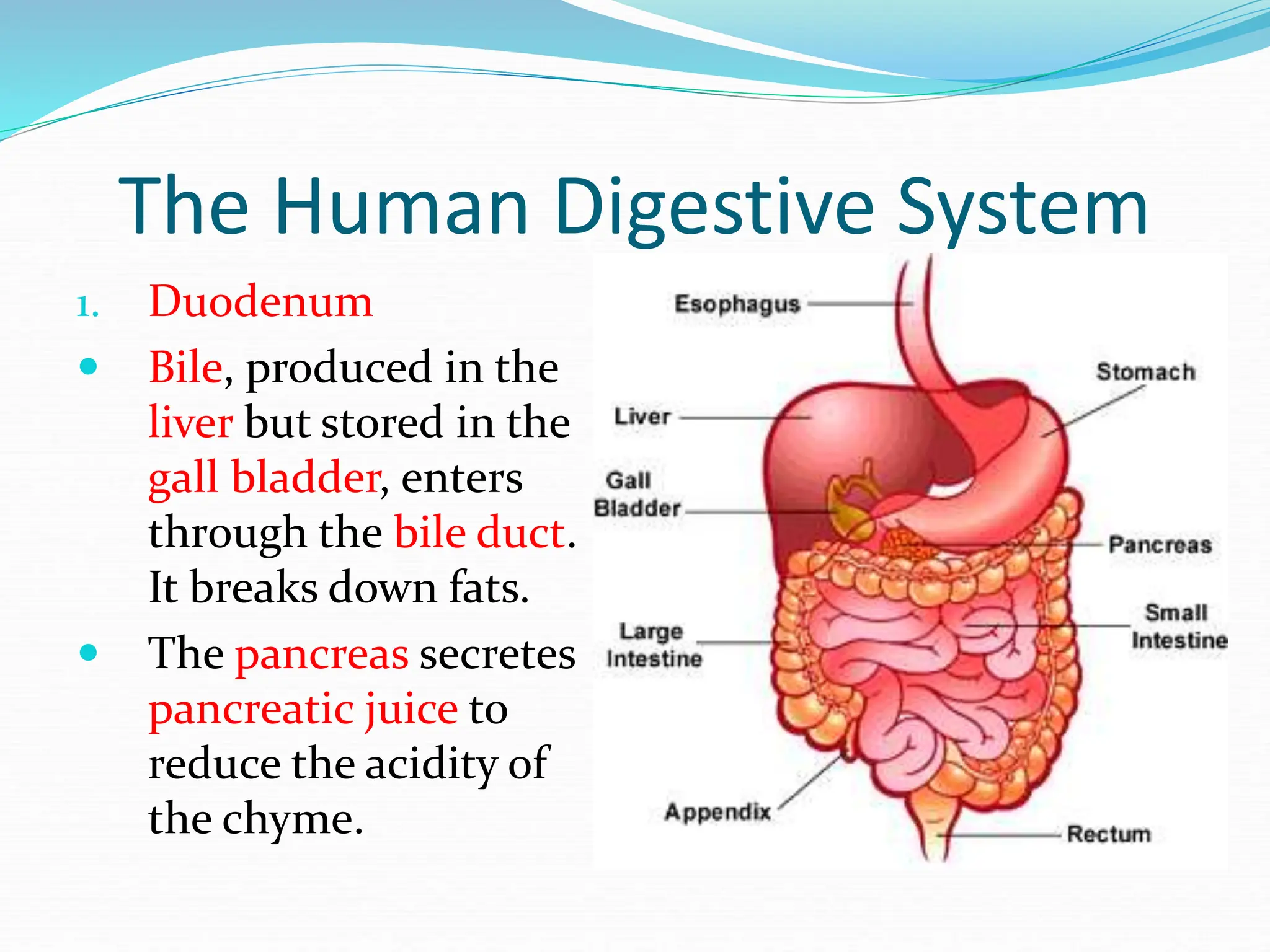 The Human Digestive System
1. Duodenum
 Bile, produced in the
liver but stored in the
gall bladder, enters
through the bile duct.
It breaks down fats.
 The pancreas secretes
pancreatic juice to
reduce the acidity of
the chyme.
 