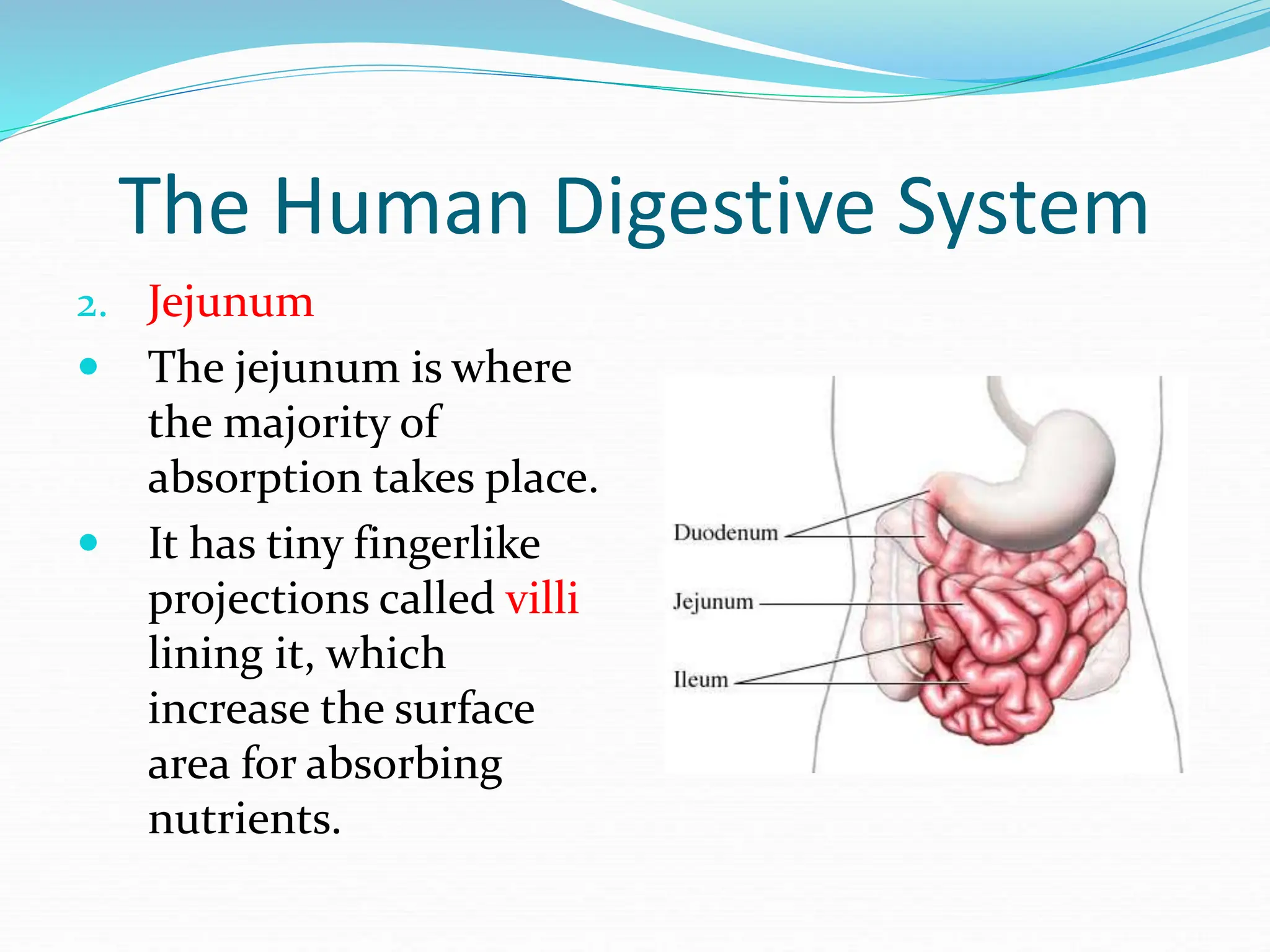 The Human Digestive System
2. Jejunum
 The jejunum is where
the majority of
absorption takes place.
 It has tiny fingerlike
projections called villi
lining it, which
increase the surface
area for absorbing
nutrients.
 