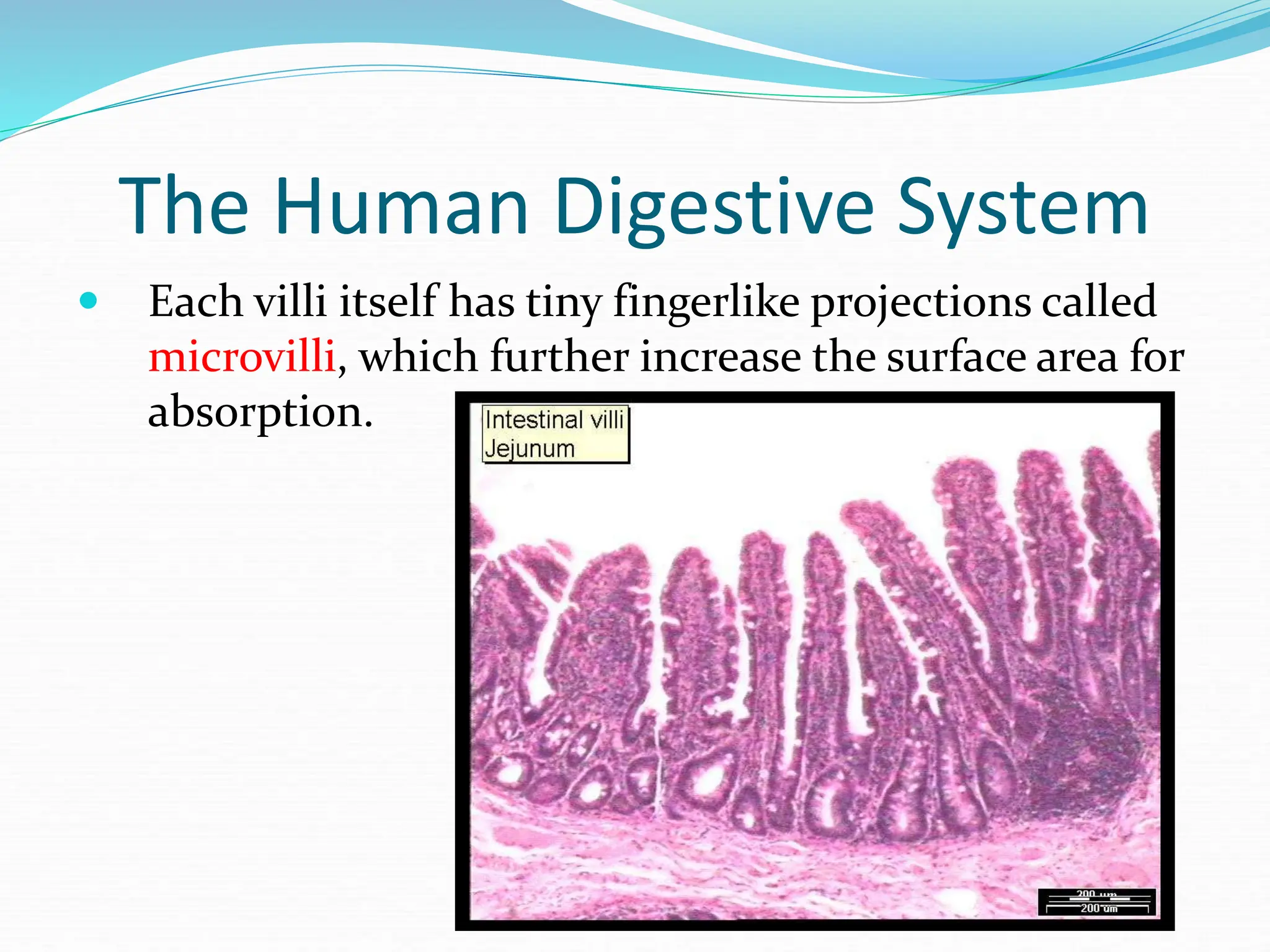 The Human Digestive System
 Each villi itself has tiny fingerlike projections called
microvilli, which further increase the surface area for
absorption.
 