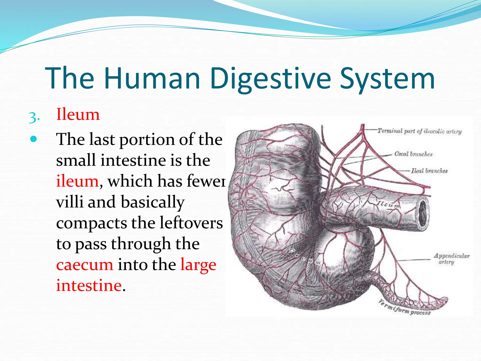 The Human Digestive System
3. Ileum
 The last portion of the
small intestine is the
ileum, which has fewer
villi and basically
compacts the leftovers
to pass through the
caecum into the large
intestine.
 