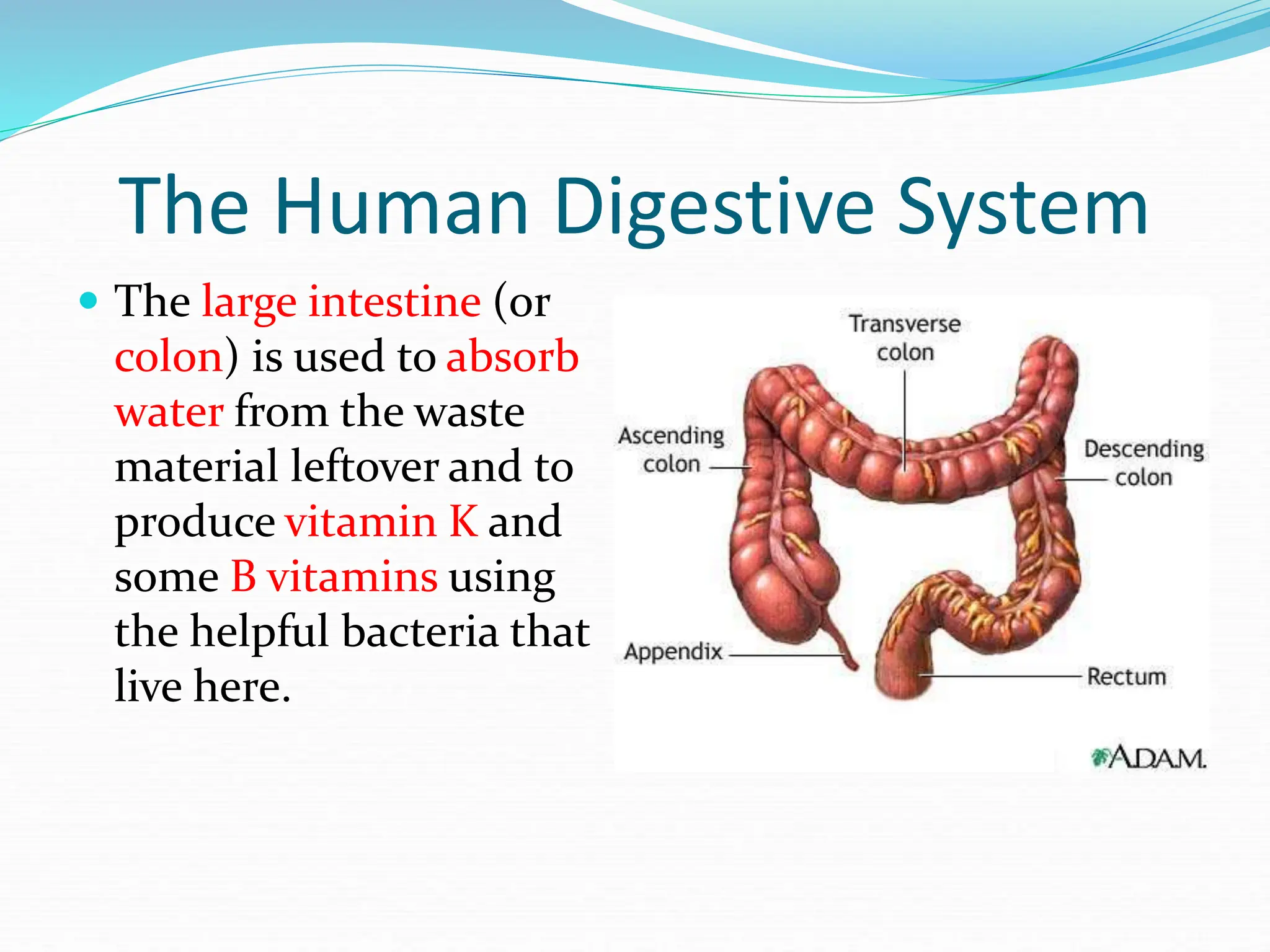 The Human Digestive System
 The large intestine (or
colon) is used to absorb
water from the waste
material leftover and to
produce vitamin K and
some B vitamins using
the helpful bacteria that
live here.
 