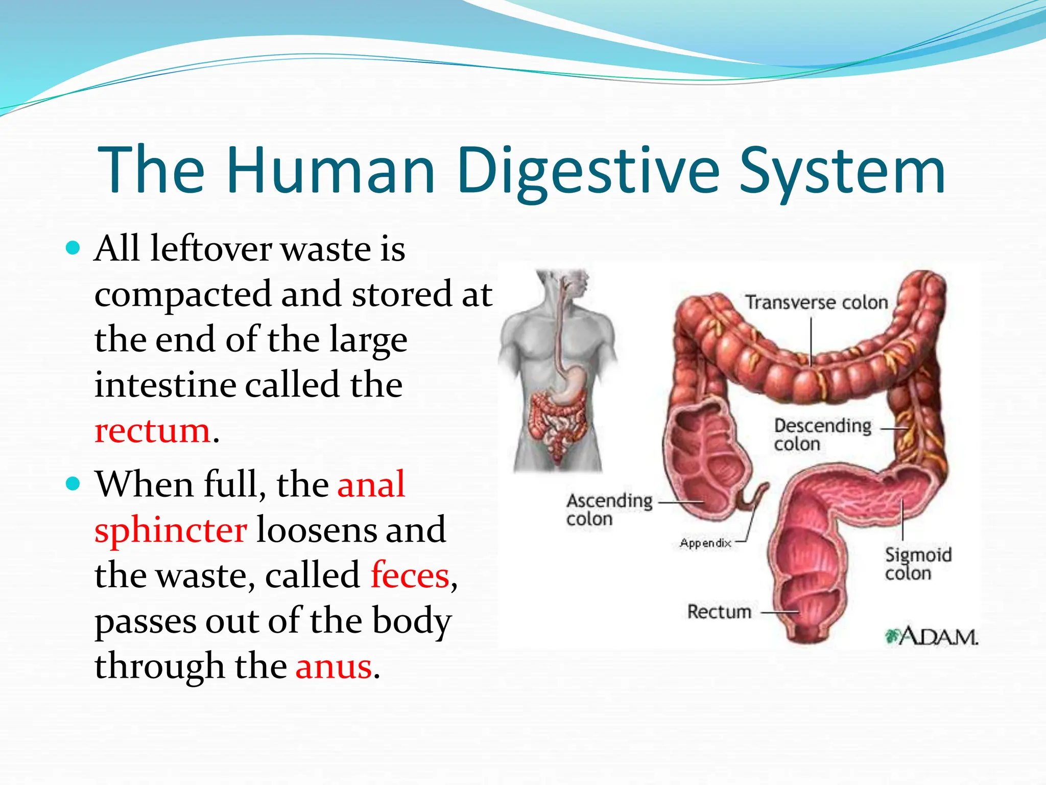 The Human Digestive System
 All leftover waste is
compacted and stored at
the end of the large
intestine called the
rectum.
 When full, the anal
sphincter loosens and
the waste, called feces,
passes out of the body
through the anus.
 