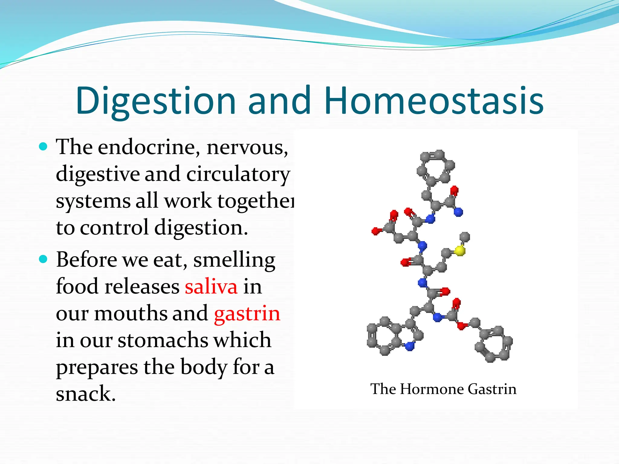 Digestion and Homeostasis
 The endocrine, nervous,
digestive and circulatory
systems all work together
to control digestion.
 Before we eat, smelling
food releases saliva in
our mouths and gastrin
in our stomachs which
prepares the body for a
snack. The Hormone Gastrin
 