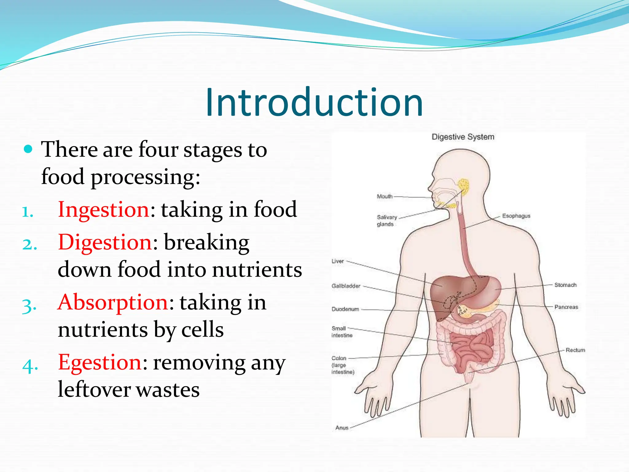 Introduction
 There are four stages to
food processing:
1. Ingestion: taking in food
2. Digestion: breaking
down food into nutrients
3. Absorption: taking in
nutrients by cells
4. Egestion: removing any
leftover wastes
 