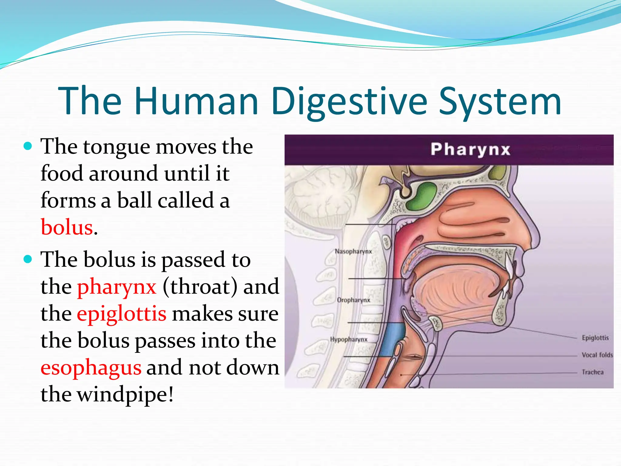 The Human Digestive System
 The tongue moves the
food around until it
forms a ball called a
bolus.
 The bolus is passed to
the pharynx (throat) and
the epiglottis makes sure
the bolus passes into the
esophagus and not down
the windpipe!
 