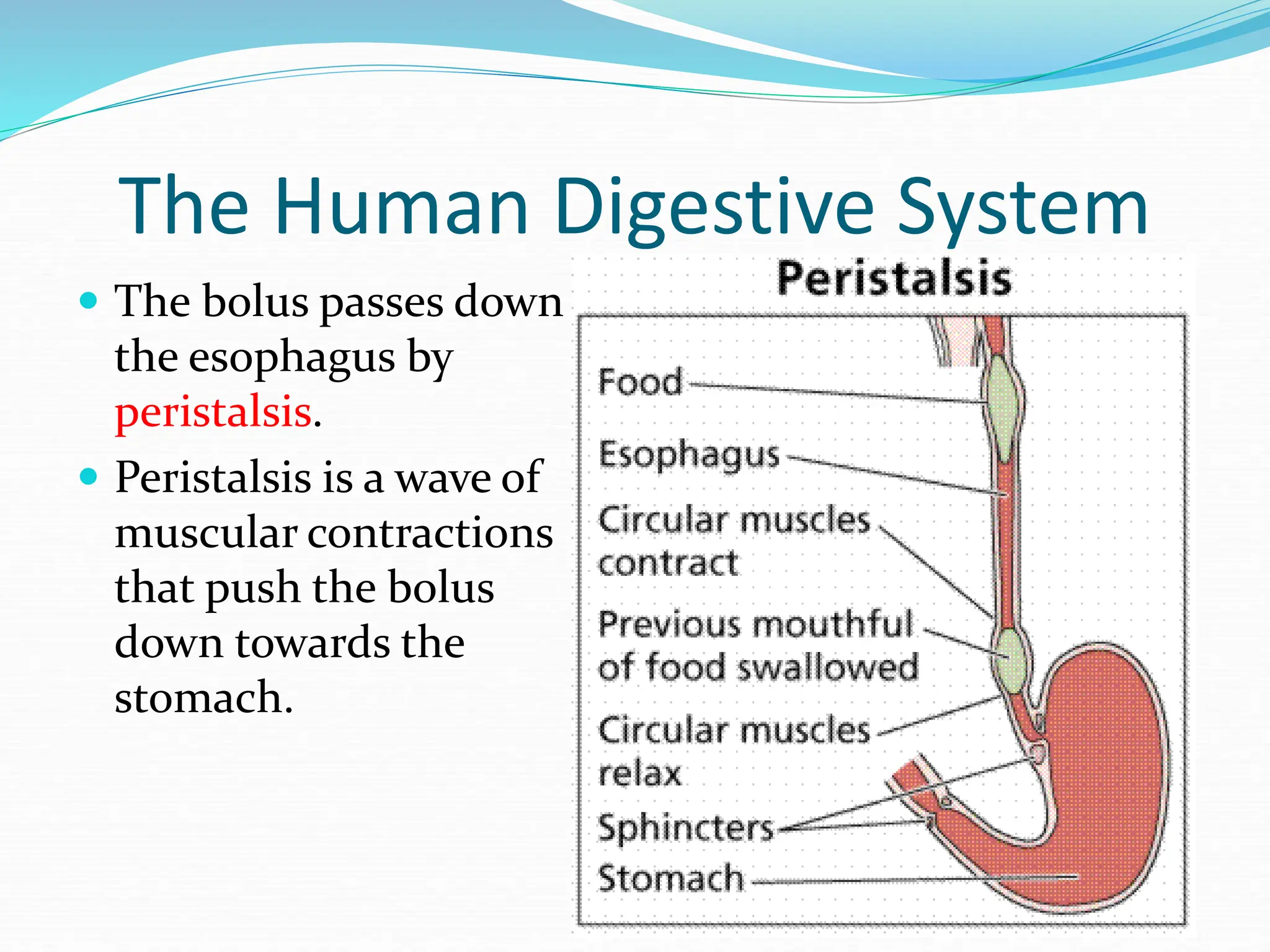 The Human Digestive System
 The bolus passes down
the esophagus by
peristalsis.
 Peristalsis is a wave of
muscular contractions
that push the bolus
down towards the
stomach.
 